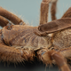 This is a close-up of the newly described tarantula species Ceratogyrus attonitifer, showing the peculiar soft and elongated horn-like protuberance sticking out of its back